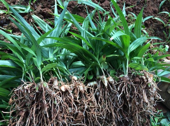 白芨种苗种植|种植白芨所需要注意的|合理选择白芨种苗