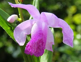 白芨|白芨种植方法|白芨的功效和药用价值|白芨的种植|白芨文化|白芨的栽培|种植白芨如何预防病虫害|白芨的用途 白芨|白芨种植方法|白芨的功效和药用价值|白芨的种植|白芨文化|白芨的栽培|种植白芨如何预防病虫害|白芨的用途
