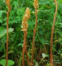 四川天麻种植技术|天麻种植需要注意哪些|天麻的功效与作用|天麻病虫害的预防 四川天麻种植技术|天麻种植需要注意哪些|天麻的功效与作用|天麻病虫害的预防